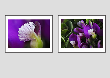 Both matted prints - (Milkwort) - 11"x14" each