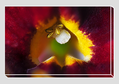 canvas print - (Monkeyflower HBV) - 8"x12"