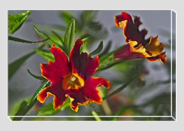 canvas print - (Monkeyflower HV) - 8"x12"