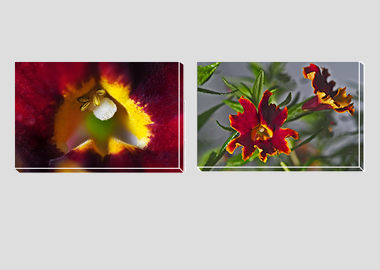 Both canvas prints - (Monkeyflower) - 8"x12" each