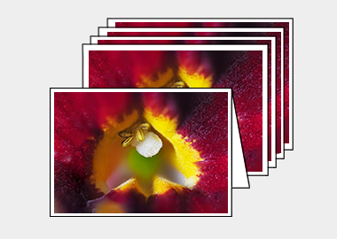 Package of 5 greeting cards - (Monkeyflower HBV) – 4.5″x6.25″