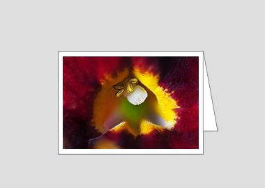 Fine art greeting card - (Monkeyflower HBV) – 4.5″x6.25″