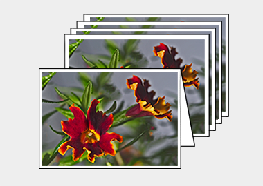 Package of 5 greeting cards - (Monkeyflower HV) – 4.5″x6.25″
