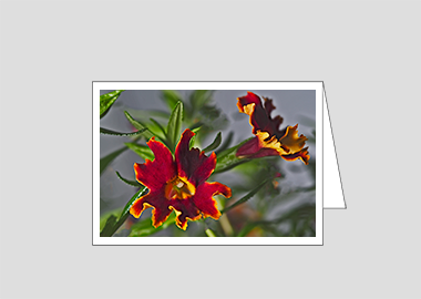 Fine art greeting card - (Monkeyflower HV) – 4.5″x6.25″
