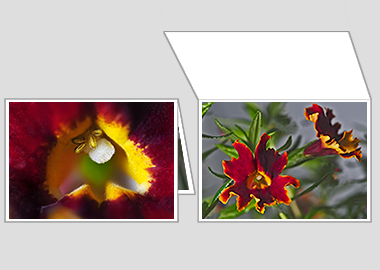 Fine art greeting card - (Monkeyflower) – 4.5″x6.25″