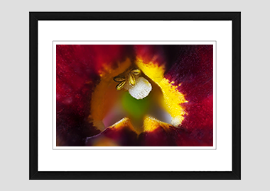 framed print - (Monkeyflower HBV) - 8"x10"