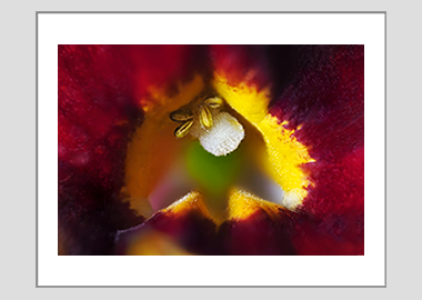 matted print - (Monkeyflower HBV) - 11"x14"