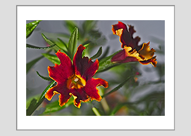 matted print - (Monkeyflower HV) - 11"x14"