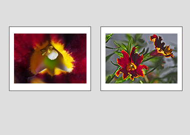 Both matted prints - (Monkeyflower) - 11"x14" each
