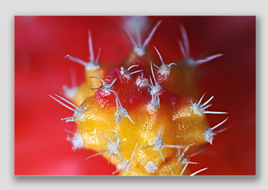 canvas print - (Moon Cactus HBV) - 12"x18"