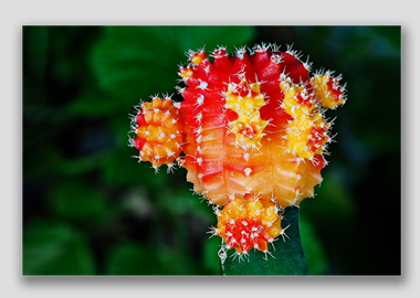 canvas print - (Moon Cactus HV) - 12"x18"