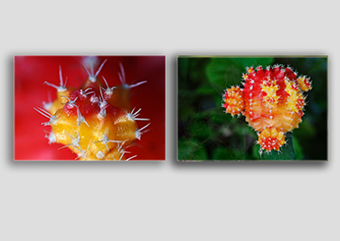 Both canvas prints - (Moon Cactus) - 12"x18" each