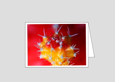 Fine art greeting card - (Moon Cactus HBV) – 4.5″x6.25″