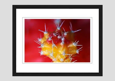 framed print - (Moon Cactus HBV) - 8"x10"