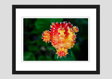 framed print - (Moon Cactus HV) - 8"x10"