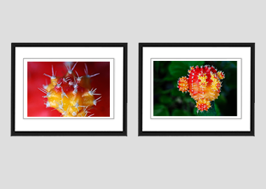 Both framed prints - (MoonCactus) - 8"x10" each