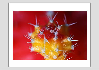 matted print - (Moon Cactus HBV) - 11"x14"