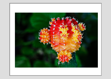 matted print - (Moon Cactus HV) - 11"x14"
