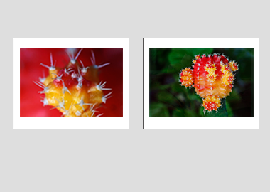 Both matted prints - (Moon Cactus) - 11"x14" each