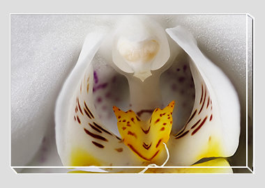 canvas print - (Moon Orchid HBV) - 8"x12"