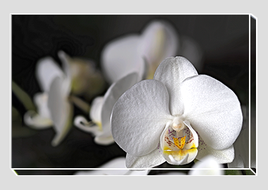 canvas print - (Moon Orchid HV) - 8"x12"