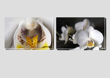 Both canvas prints - (Moon Orchid) - 8"x12" each