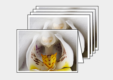 Package of 5 greeting cards - (Moon Orchid HBV) – 4.5″x6.25″