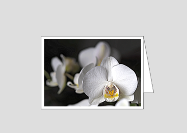 Fine art greeting card - (Moon Orchid HV) – 4.5″x6.25″