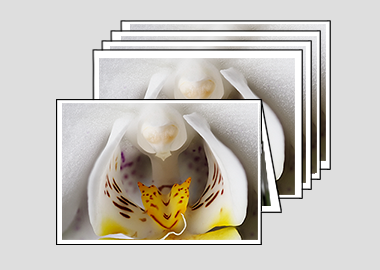 Package of 5 greeting cards - (Moon Orchid) – 4.5″x6.25″