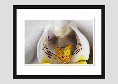 framed print - (Moon Orchid HBV) - 8"x10"