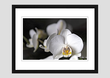 framed print - (Moon Orchid HV) - 8"x10"
