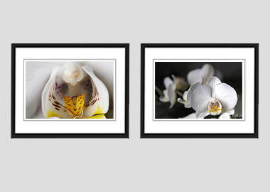 Both framed prints - (Moon Orchid) - 8"x10" each