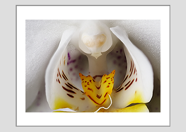matted print - (Moon Orchid HBV) - 11"x14"