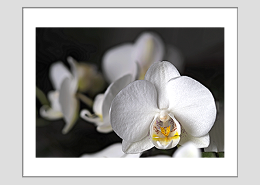 matted print - (Moon Orchid HV) - 11"x14"