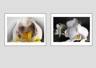 Both matted prints - (Moon Orchid) - 11"x14" each