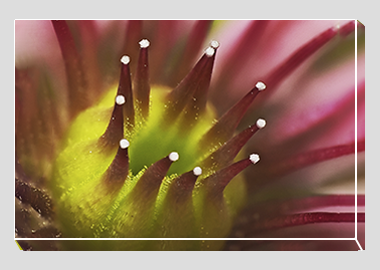 canvas print - (Mountain Houseleek HBV) - 8"x12"