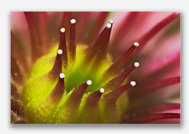 canvas print - (Mountain Houseleek HBV) - 8"x12"