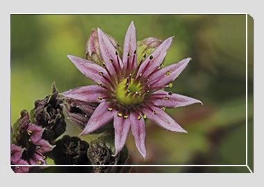 canvas print - (Mountain Houseleek HV) - 8"x12"