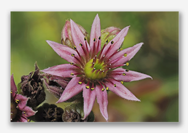 canvas print - (Mountain Houseleek HV) - 8"x12"