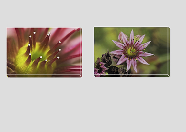 Both canvas prints - (Mountain Houseleek) - 8"x12" each