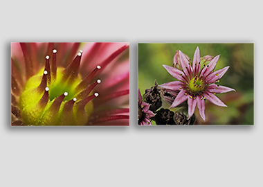 Both canvas prints - (Mountain Houseleek) - 12"x18" each