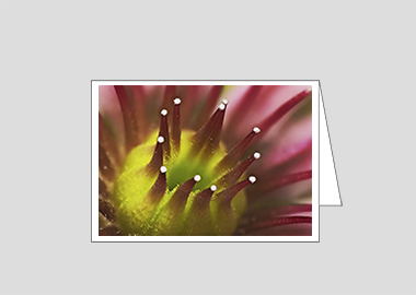 Fine art greeting card - (Mountain Houseleek HBV) – 4.5″x6.25″