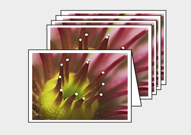 Package of 5 greeting cards - (Mountain Houseleek HBV) – 4.5″x6.25″