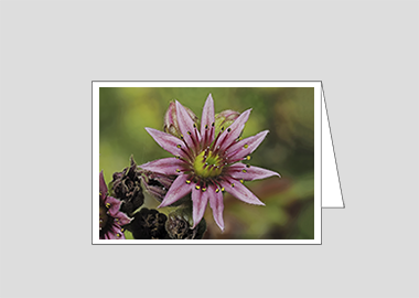 Fine art greeting card - (Mountain Houseleek HV) – 4.5″x6.25″