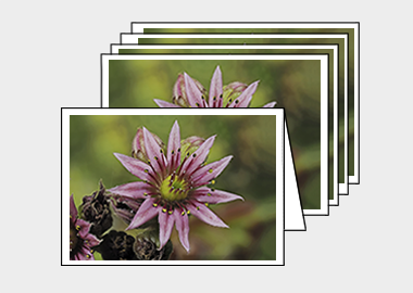 Package of 5 greeting cards - (Mountain Houseleek HV) – 4.5″x6.25″
