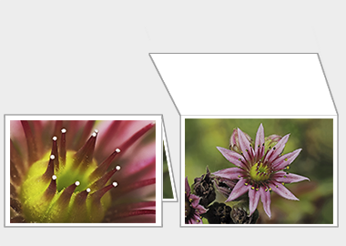 Fine art greeting card - (Mountain Houseleek) – 4.5″x6.25″