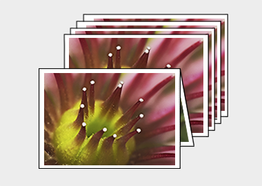 Package of 5 greeting cards - (Mountain Houseleek) – 4.5″x6.25″