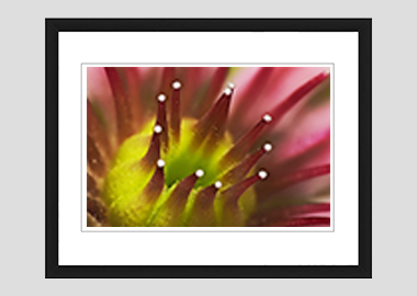 framed print - (Mountain Houseleek HBV) - 8"x10"
