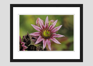 framed print - (Mountain Houseleek HV) - 8"x10"