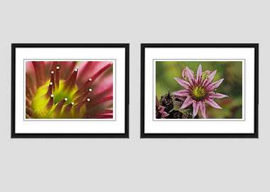 Both framed prints - (Mountain Houseleek) - 8"x10" each